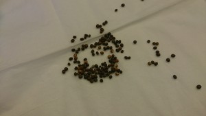 wp-1471161040740.jpeg